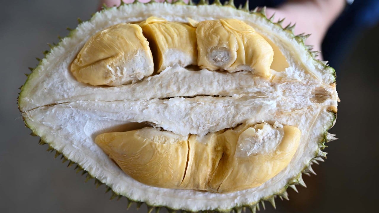 Growing durian in Malaysia applies high technology to maximize production